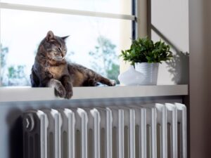 pets and indoor air quality in Walla Walla, WA